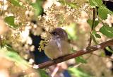 bushtit juvenile