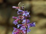 small penstemon