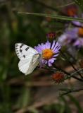 western white butterfly