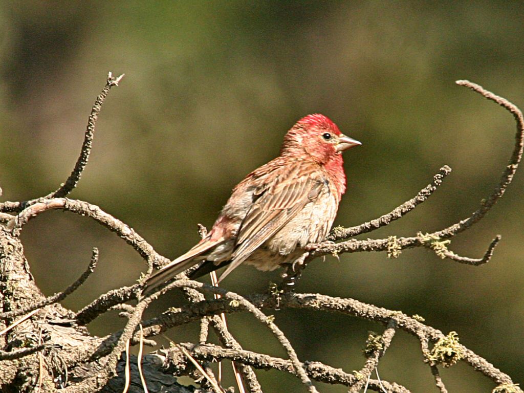 Cassins_finch_posing.jpg