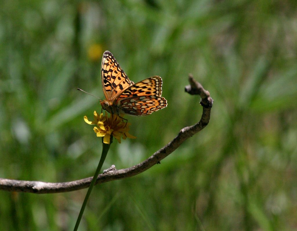 aphrodite fritillary on Bethel Ridge