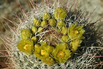 Red Barrel cactus
