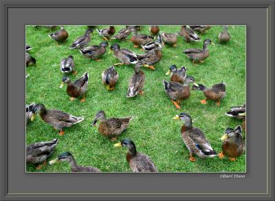 duck army.jpg