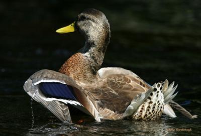 Rising To Dry - Mallard Duck