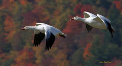 Running Mates - Greater Snow Geese