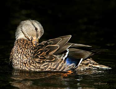 Tidying Up - Duck