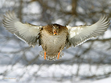 Lady With A Mission - Duck