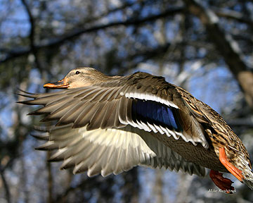Spreading Joy To World - Duck