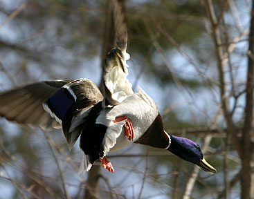 Caught From Behind - Duck