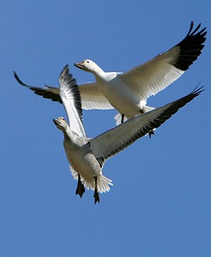 Aerial Balllet - Greater Snow Geese