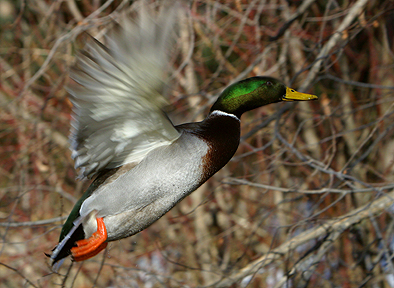 Making It Look Easy - Mallard Duck