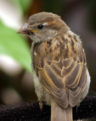 sparrow closeup