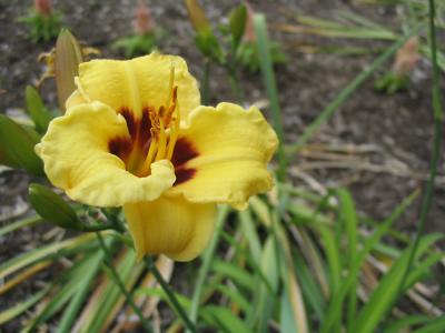 One Flower
