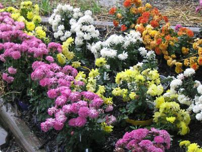 Chrysanthemums in the Rain.