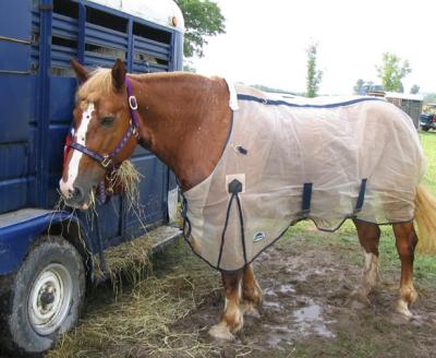 4-H District Horse Show 2004