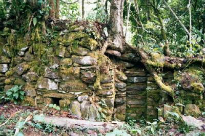 Giant trees have overgrown Manco's palace