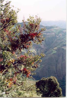 Kuelap is choked with cloud forest vegetation