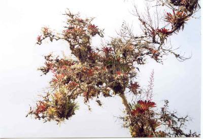 Kuelap trees are covered in bromeliads and moss, the flowers visited by hummingbirds