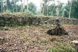 Mysterious stone artifact discovered after clearing the central plaza