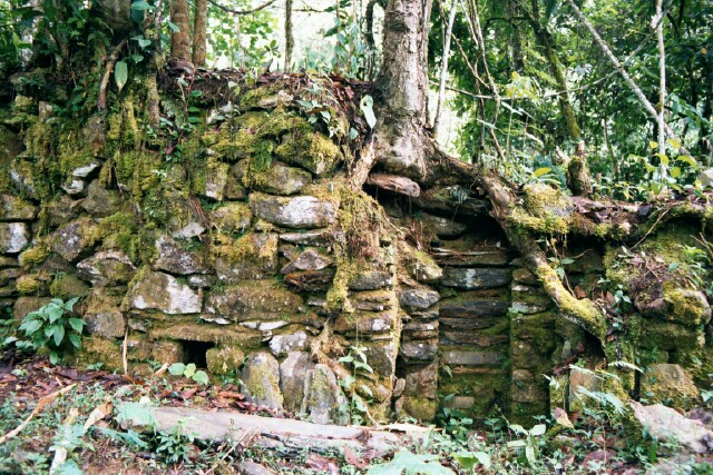 Giant trees have overgrown Mancos palace