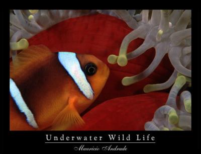 Loja Virtual - Underwater Wild Life