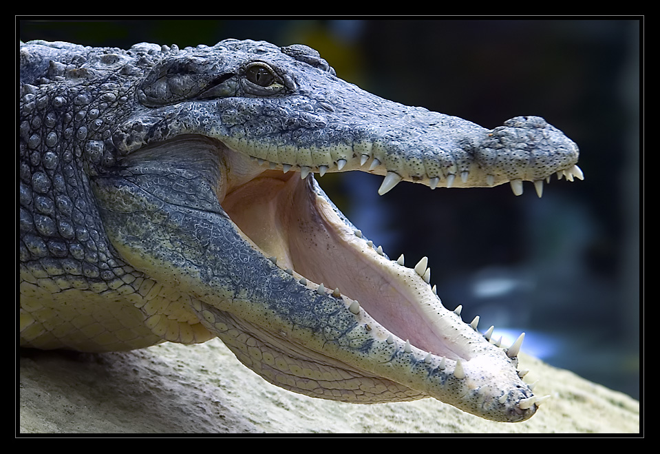 Smilie