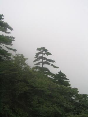 Pine Trees in Fog.JPG