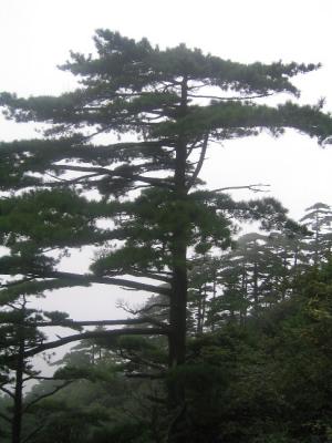 Mount Huangshan Pine.JPG