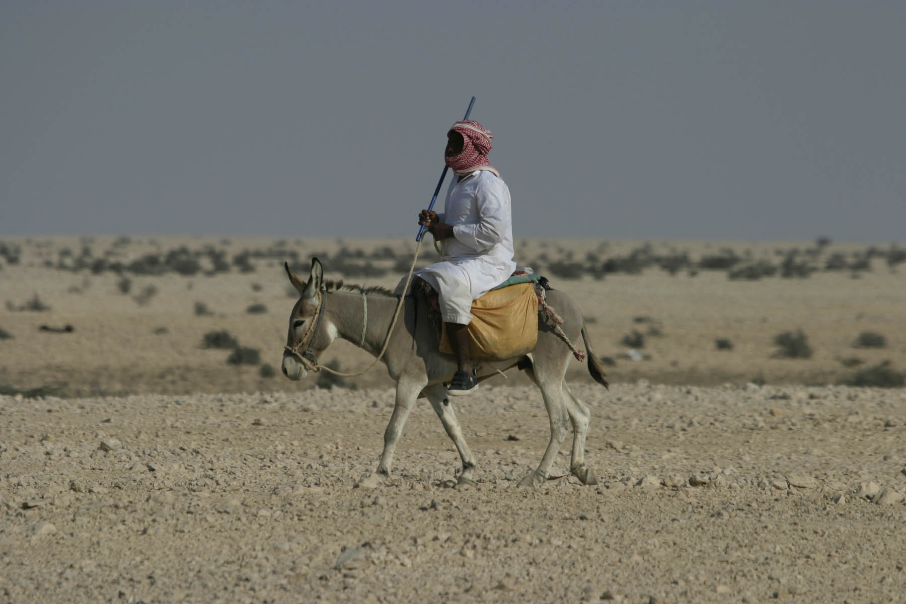 Pastore.jpg