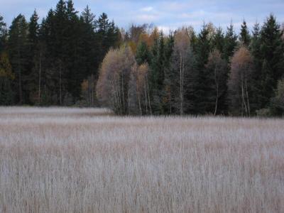 Frosty fields