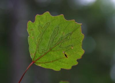 July 13: The Leaf