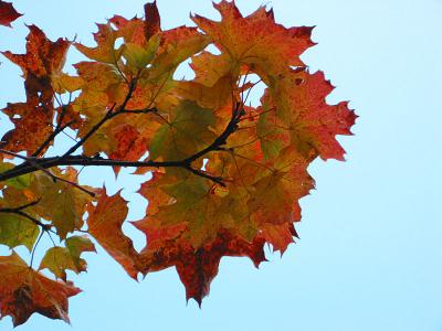 Oct 5: Colours of fall