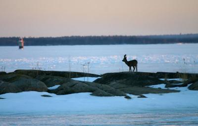 March 25: Row deer on small island