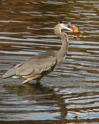 Great Blue Heron and Goldfish 1