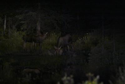 Moose Family Natural Light