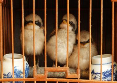 u34/markusl/medium/31252946.jailbirds.jpg