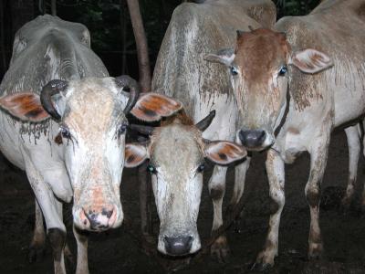 Cows_ Kanheiput_Gram Vikas 015.jpg