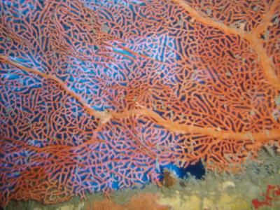 Soft Coral on the Coolidge