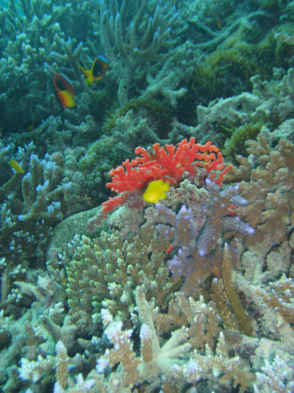 petit jardin de corail