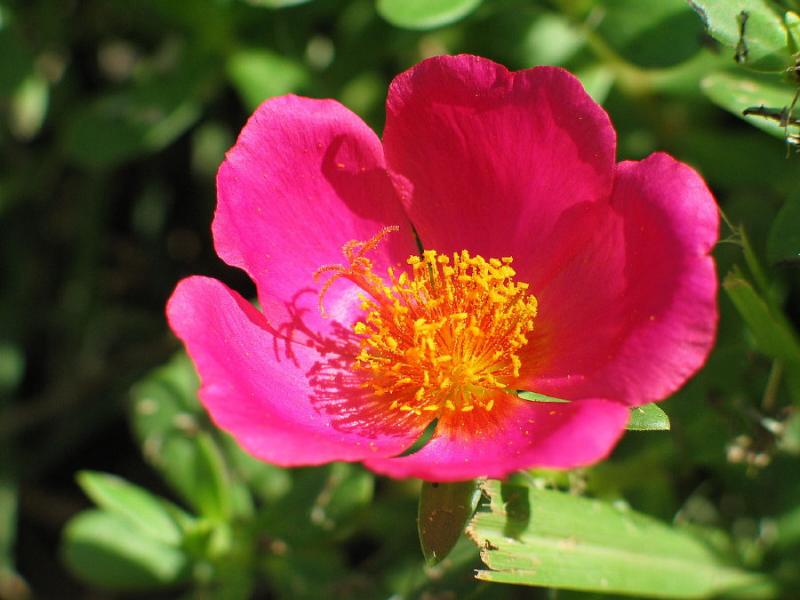 flower in grass