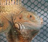 Iguana