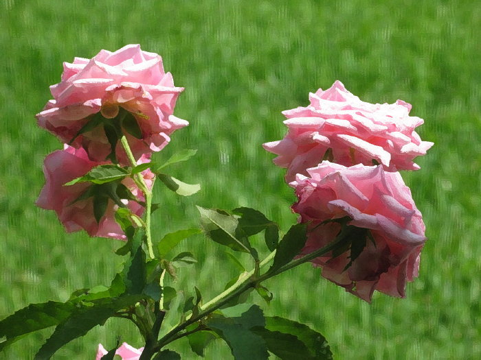 painted roses