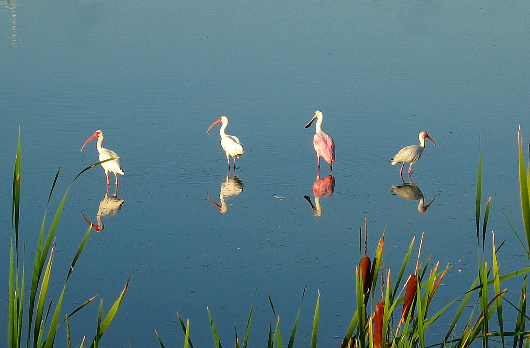 Merritt Island 3