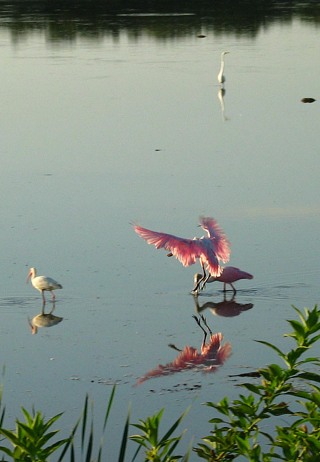 Roseate spoonbill