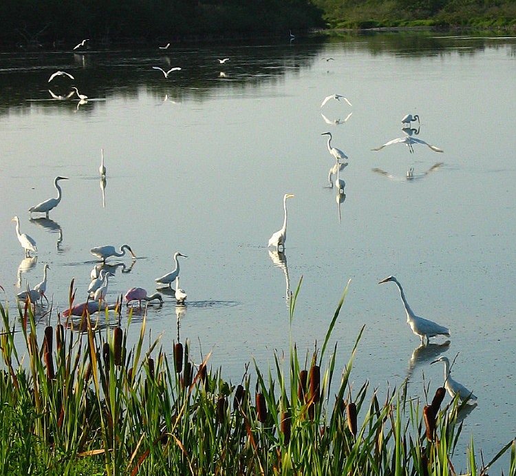 Merritt Island 5