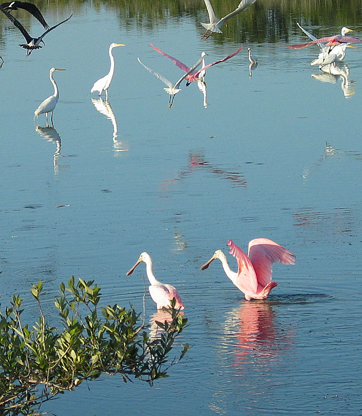 Merritt Island 6