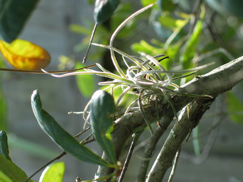 Air fern