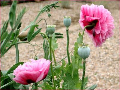 Pink poppies self sown in a friends garden