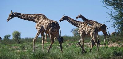 u34/mashona/medium/34712234.GiraffeoftheKalahari.jpg