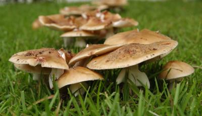 Mushrooms 25.jpg
